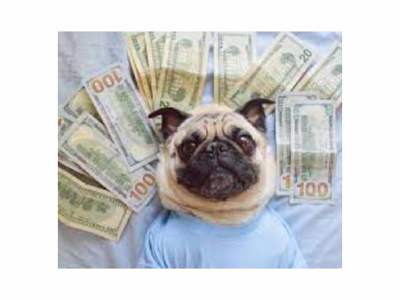 The pug got money