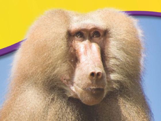 Big baboon