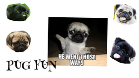 PUG FUN