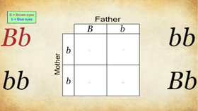 Punnett Square - TEMPLATE