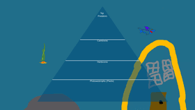 Ocean Ecological Pyramid