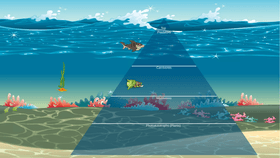 Ocean Ecological Pyramid