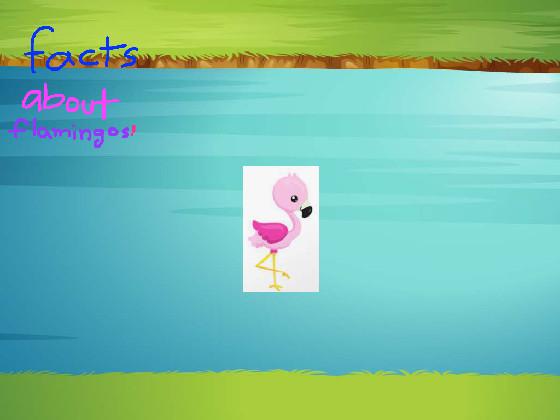 Facts about flamingos!