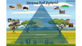 Ocean Ecological PyramidSavanna Food Pyramid.