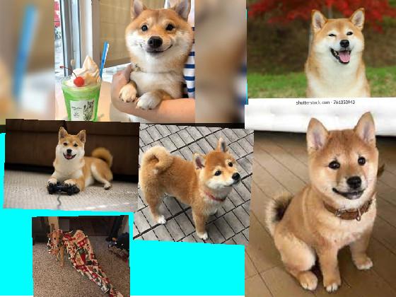 shiba inu pictures. 1