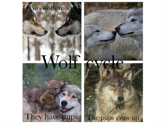wolf cycle
