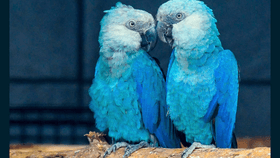 the extinct spix macaw