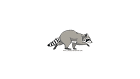 raccoon