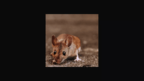 cute house mouse