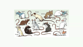 fancy rats