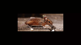 cute house mouse