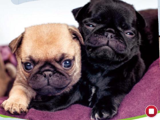 the cute pugs