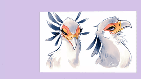 secretary bird