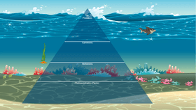 Ocean Ecological Pyramid