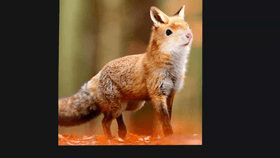 squirrel fox hybrid