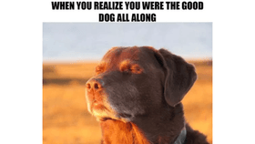 dog meme