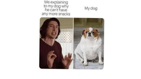 dog meme 4