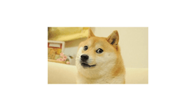 doge meme 5