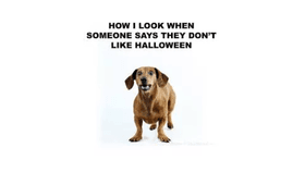 dog meme 9