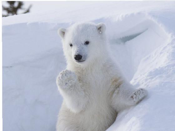 polarbearsforlife