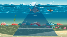 Ocean Ecological Pyramid