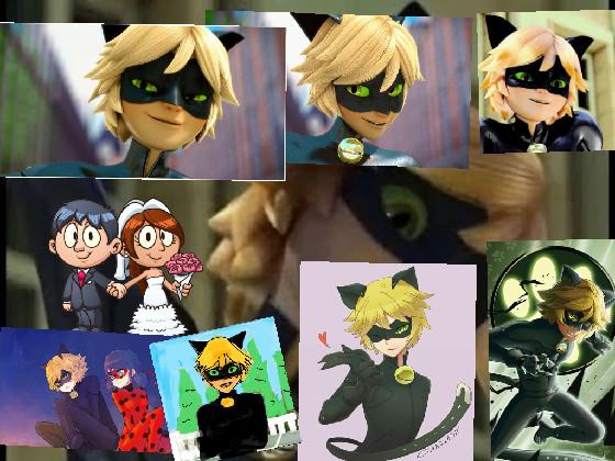 cat noir 😍😍 1