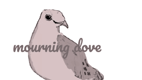 mourning dove