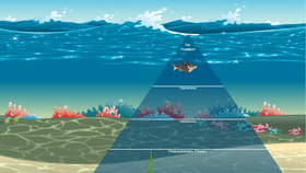 Ocean Ecological Pyramid food chain.