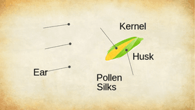 Parts of Corn - TEMPLATE