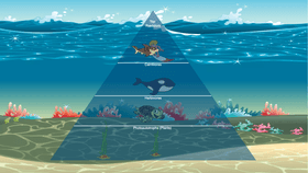 Ocean Ecological Pyramid