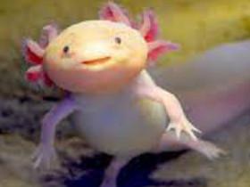 arnald the axolotl