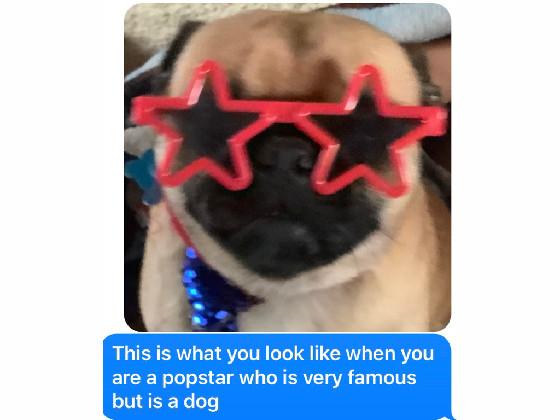 funny popstar dog meme