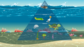 Ocean Ecological Pyramid