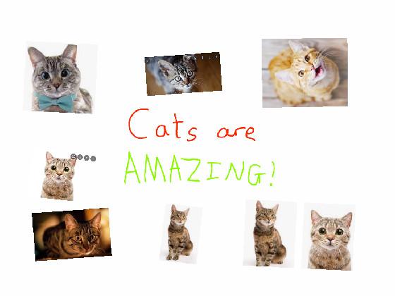 Like if cats are Amazing