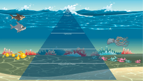 Ocean Ecological Pyramid