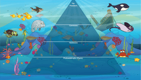 Ocean Ecological Pyramid