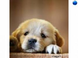 puppy cuteness 1