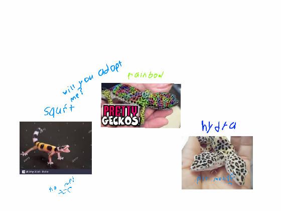 gecko adoption