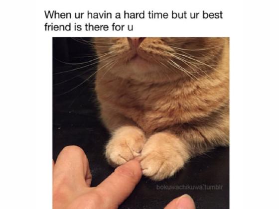 Cat memes 6