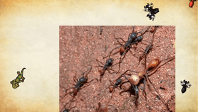 Ants vs Lizard