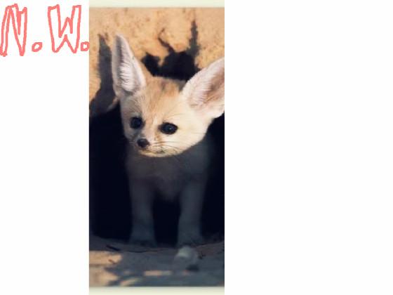 Fennec Fox Fun Facts