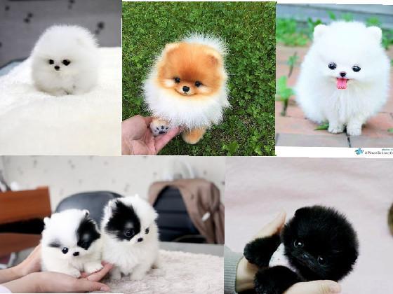 the cutest dogs (pomeranien)