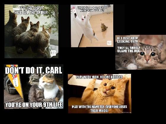 Cat memes