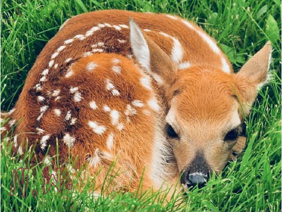 Fawn Fun Facts