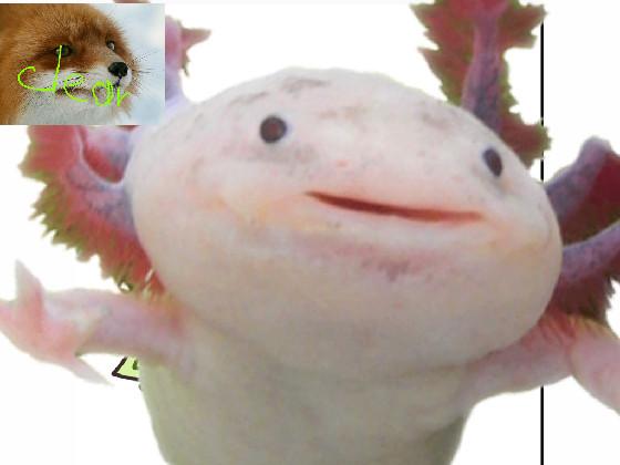 spin draw axolotl