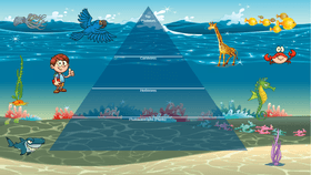 Ocean Ecological Pyramid