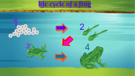 Life Cycle of a Frog