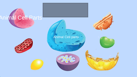 Parts of an Animal Cell