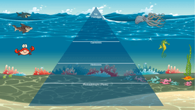 Ocean Ecological Pyramid