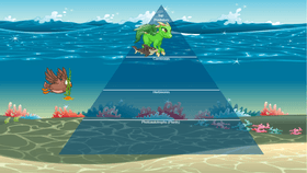 Ocean Ecological Pyramid